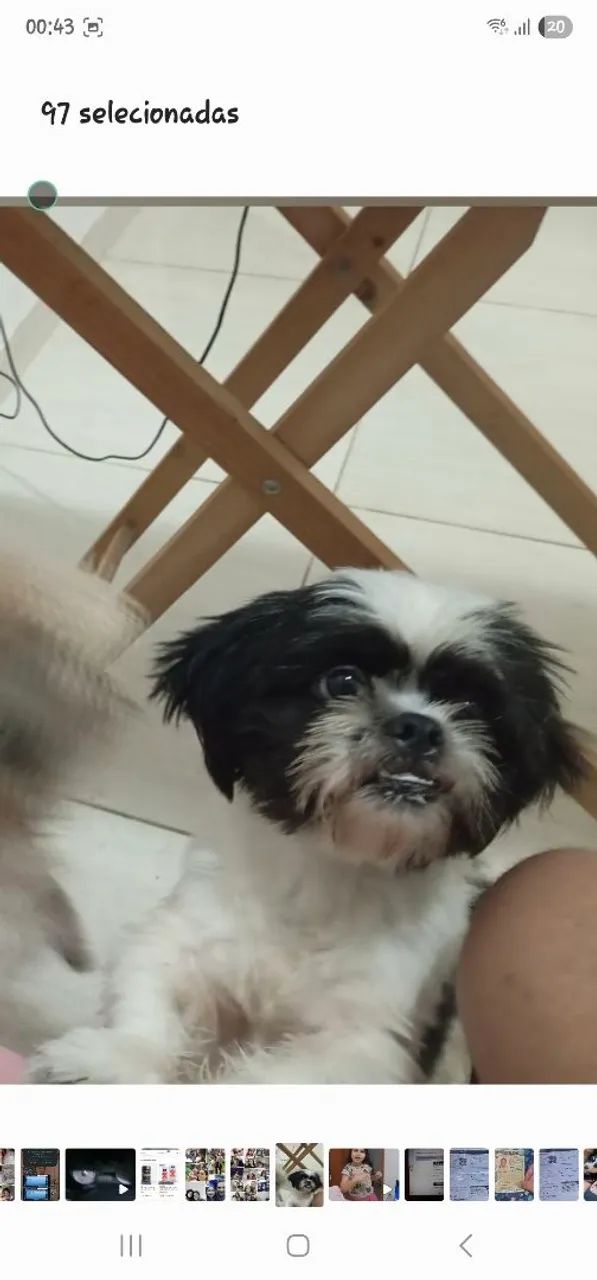 Adoção consciente  - Foto 2