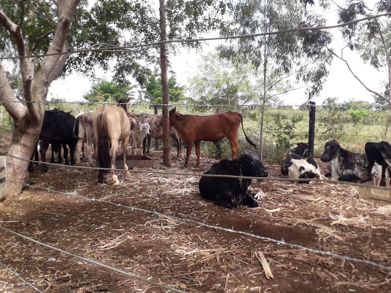 Vendo vacas em sao domingo sentido Barra do choça Vitória da conquista ba  - Foto 5