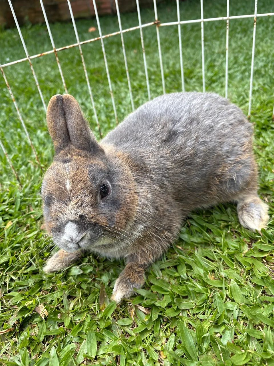 anao netherland  - Foto 2