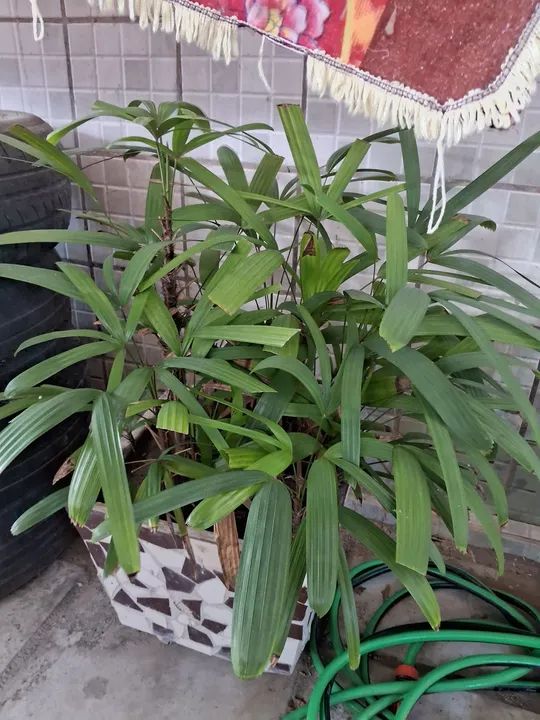 Palmeira em vaso - Foto 3