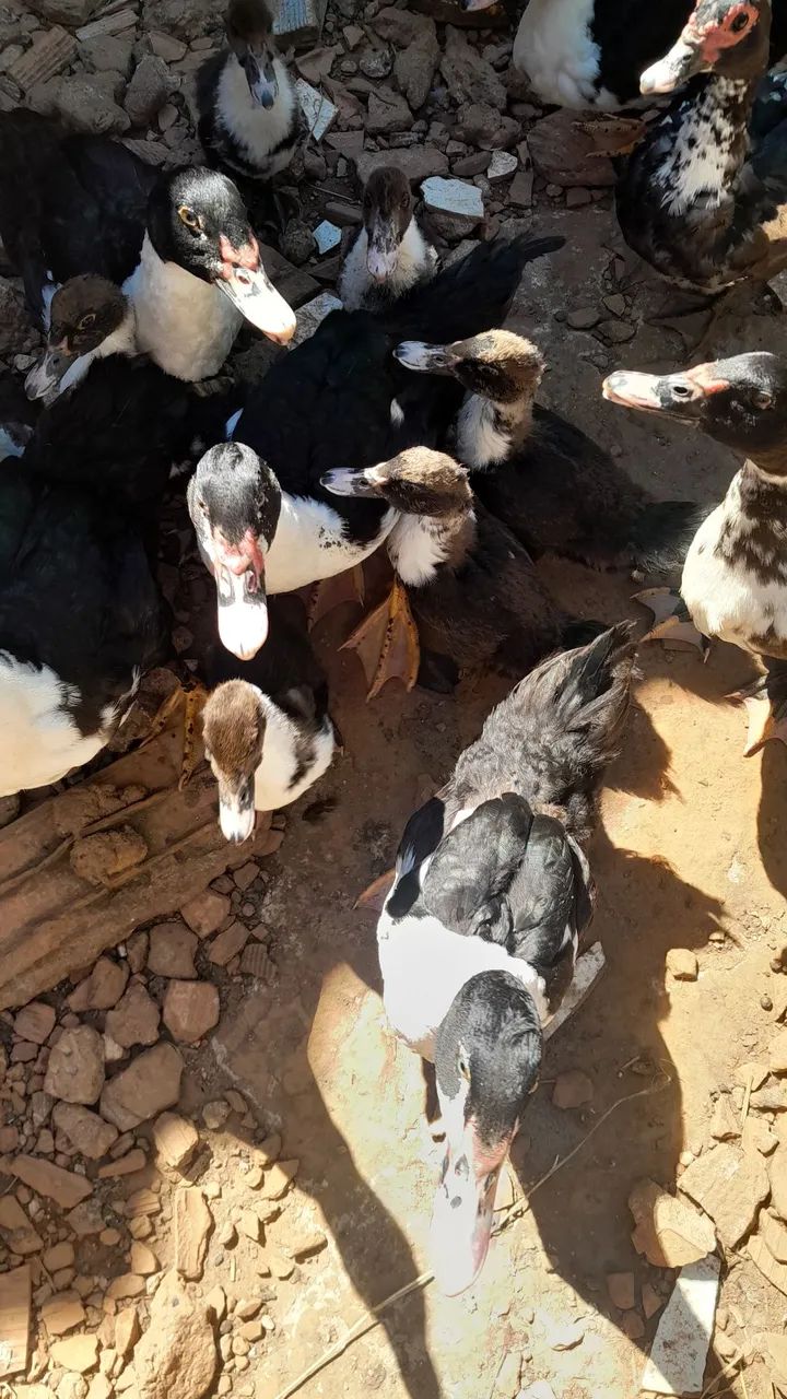 Patos - Foto 4