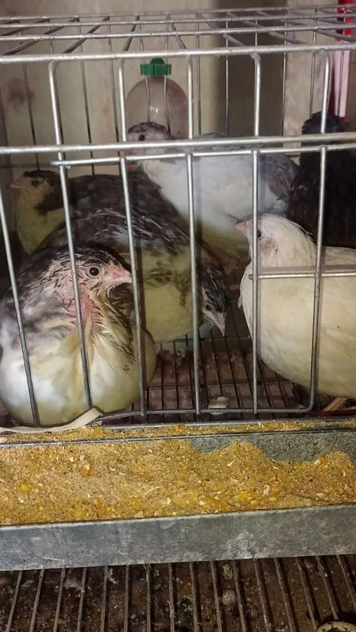 Ovos galados de codorna gigante várias cores  - Foto 6