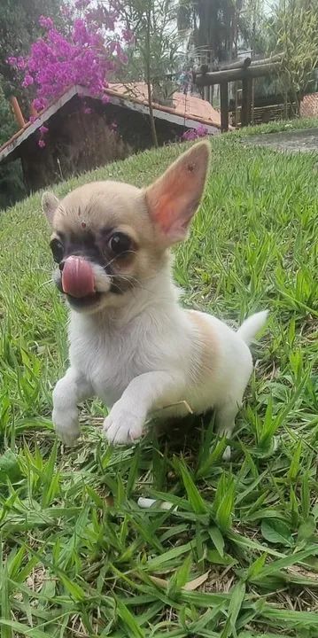 Chihuahua - Macho - Pedigree - 2 meses de vida - 11.960.16.49.76 - Loja física e canil