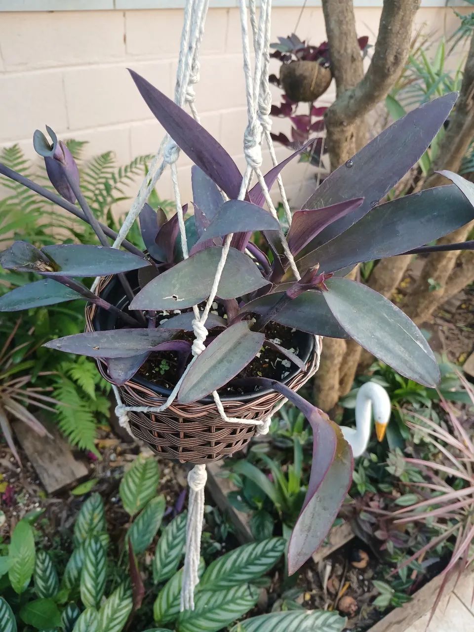 Planta - Foto 2