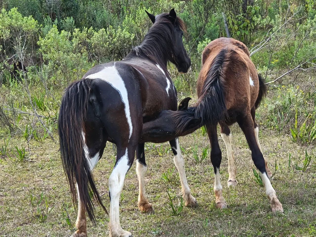 Cavalos  - Foto 4