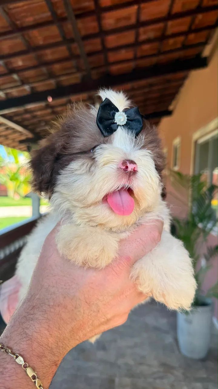 Lhasa Apso Macho e Fêmea  - Foto 2