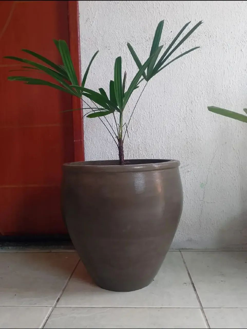 Terra preta adubada - Foto 6