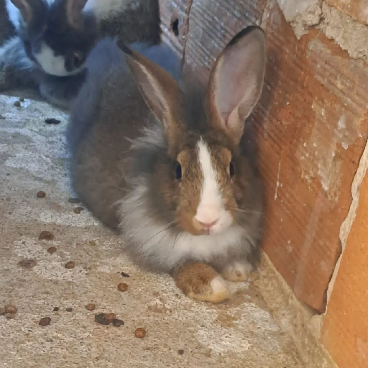 Vende -se Coelhos filhotes e adultos. - Foto 5