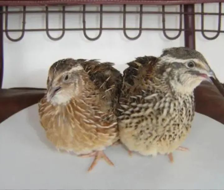 Casal codorna - Foto 2