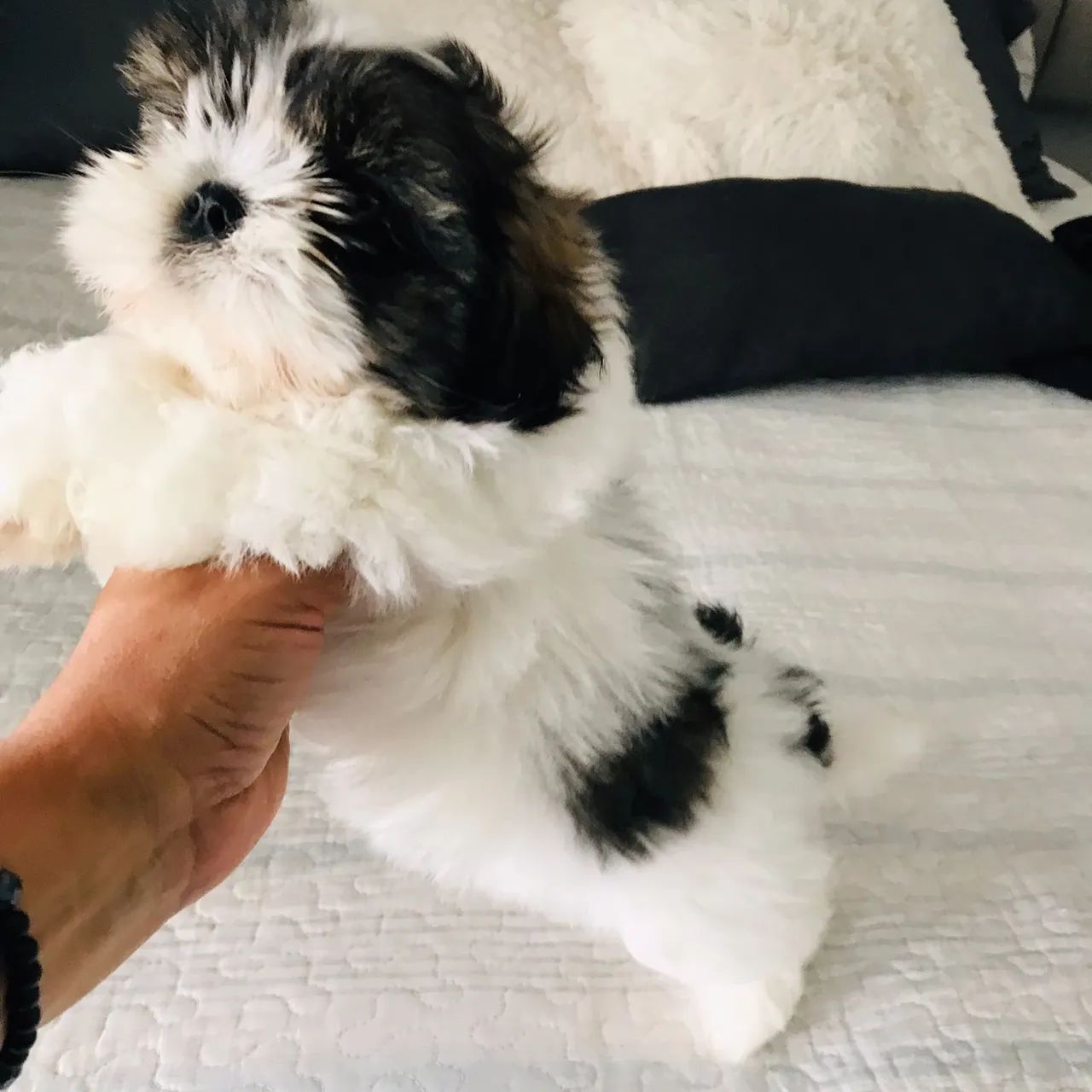 Filhotes de shihtzu - Foto 3