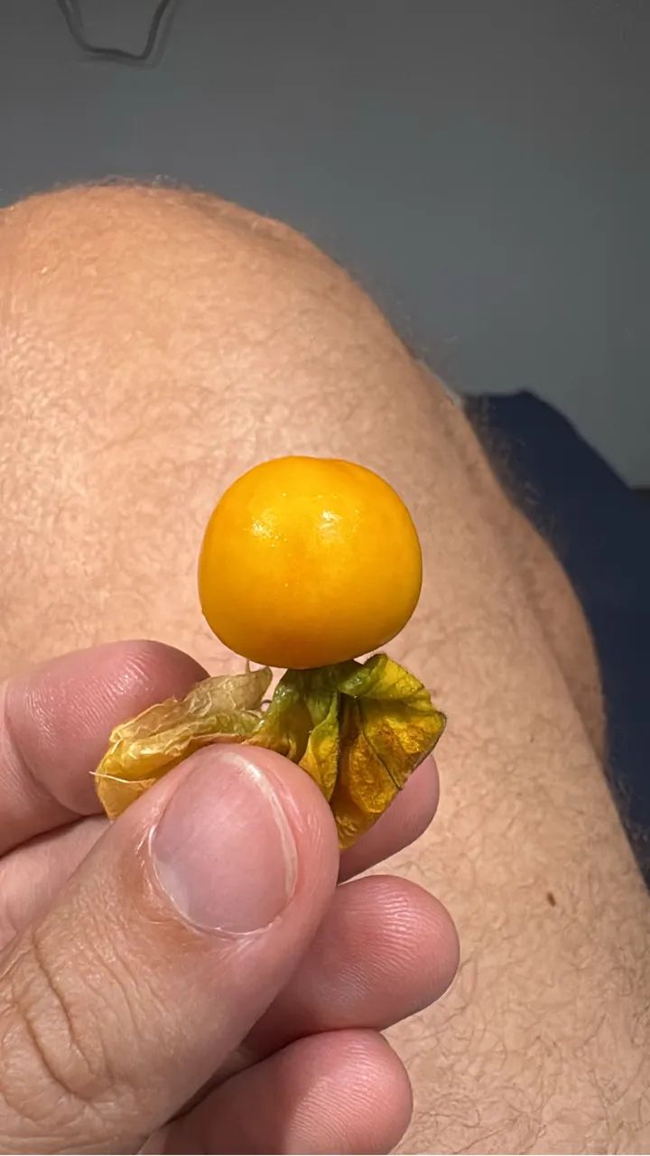 Physalis KG