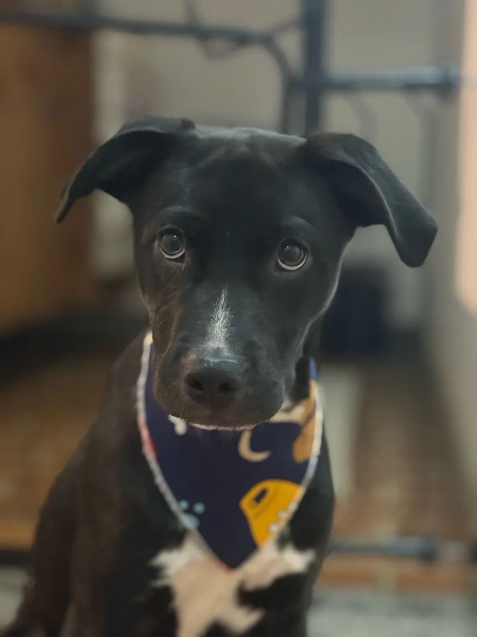 Cachorro adoção  - Foto 2