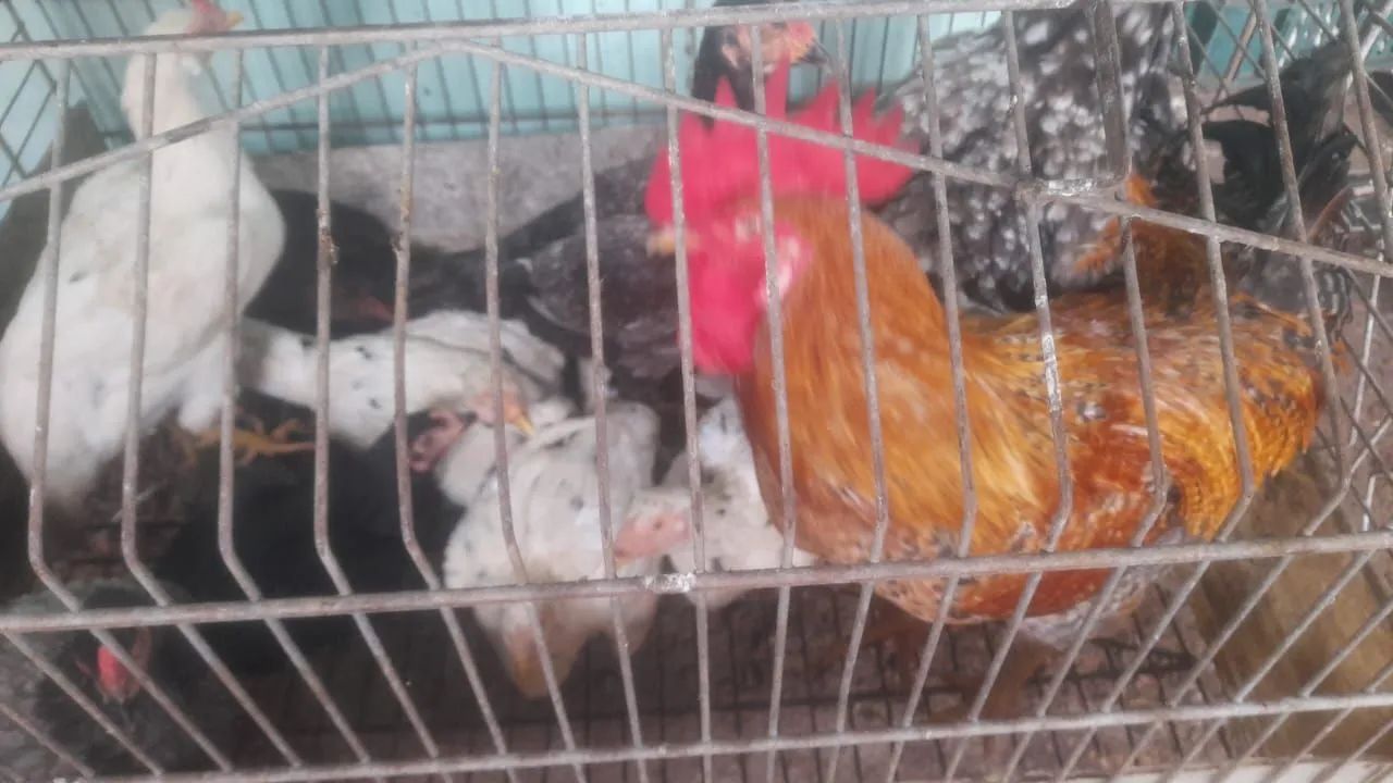 Galinhas e pato - Foto 4