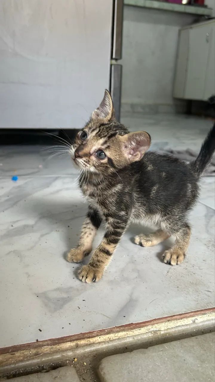Doação de gato 