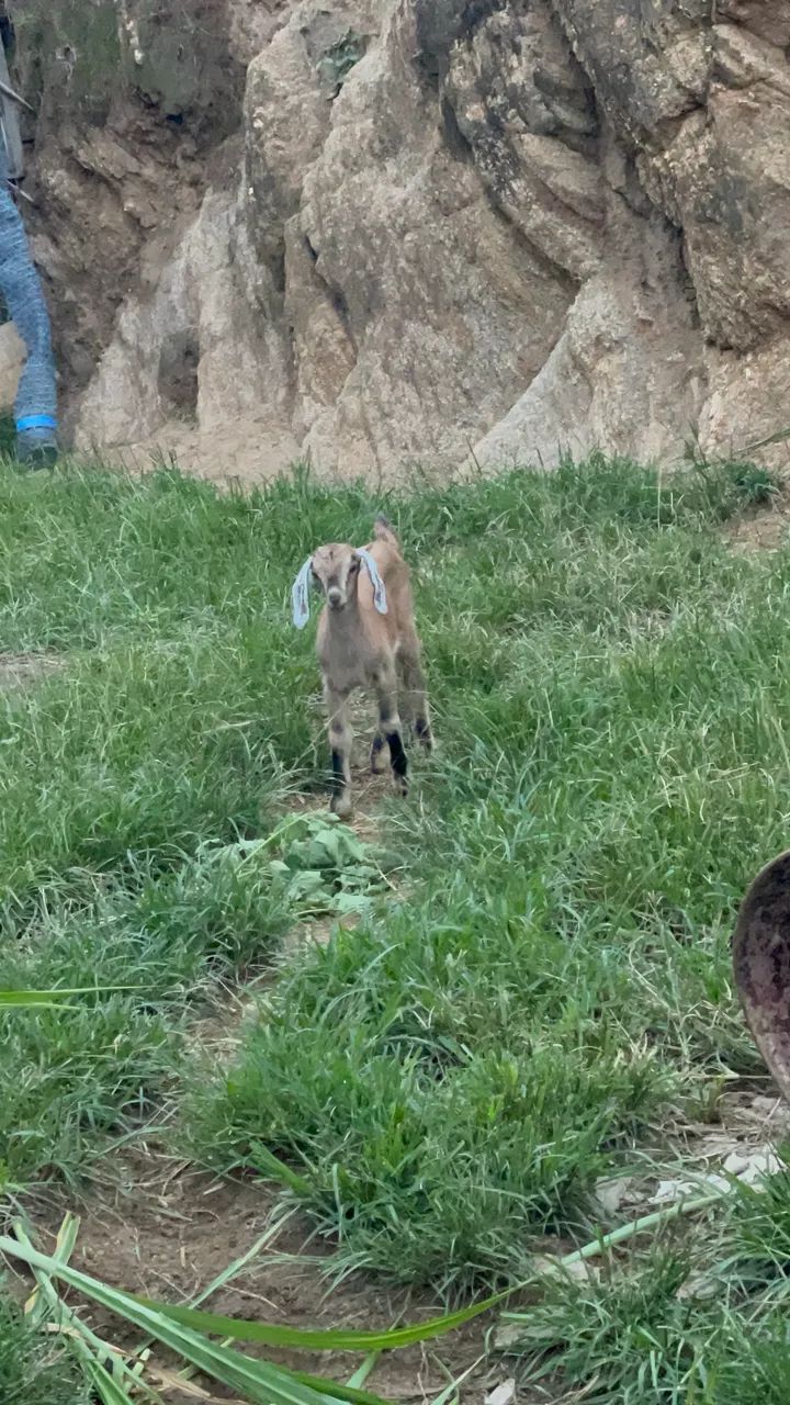 Vendo 4 cabras fêmea e uma carneira  - Foto 3