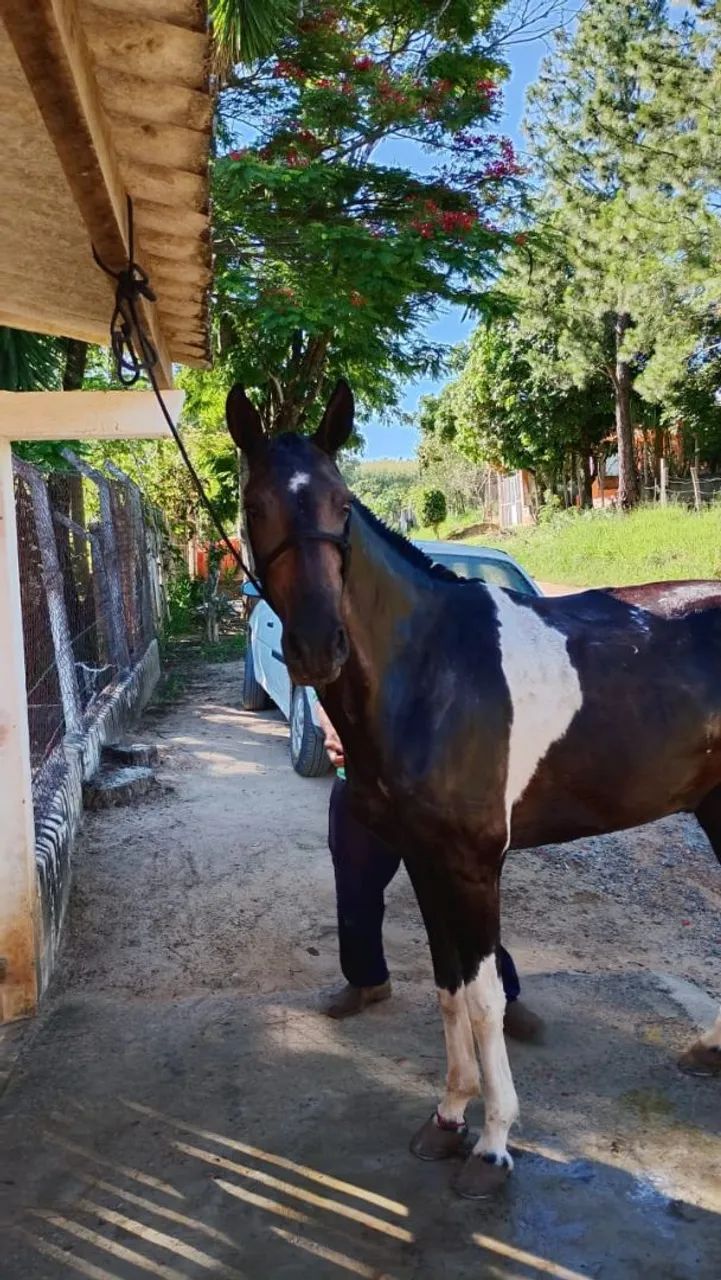 égua mangá larga  - Foto 5