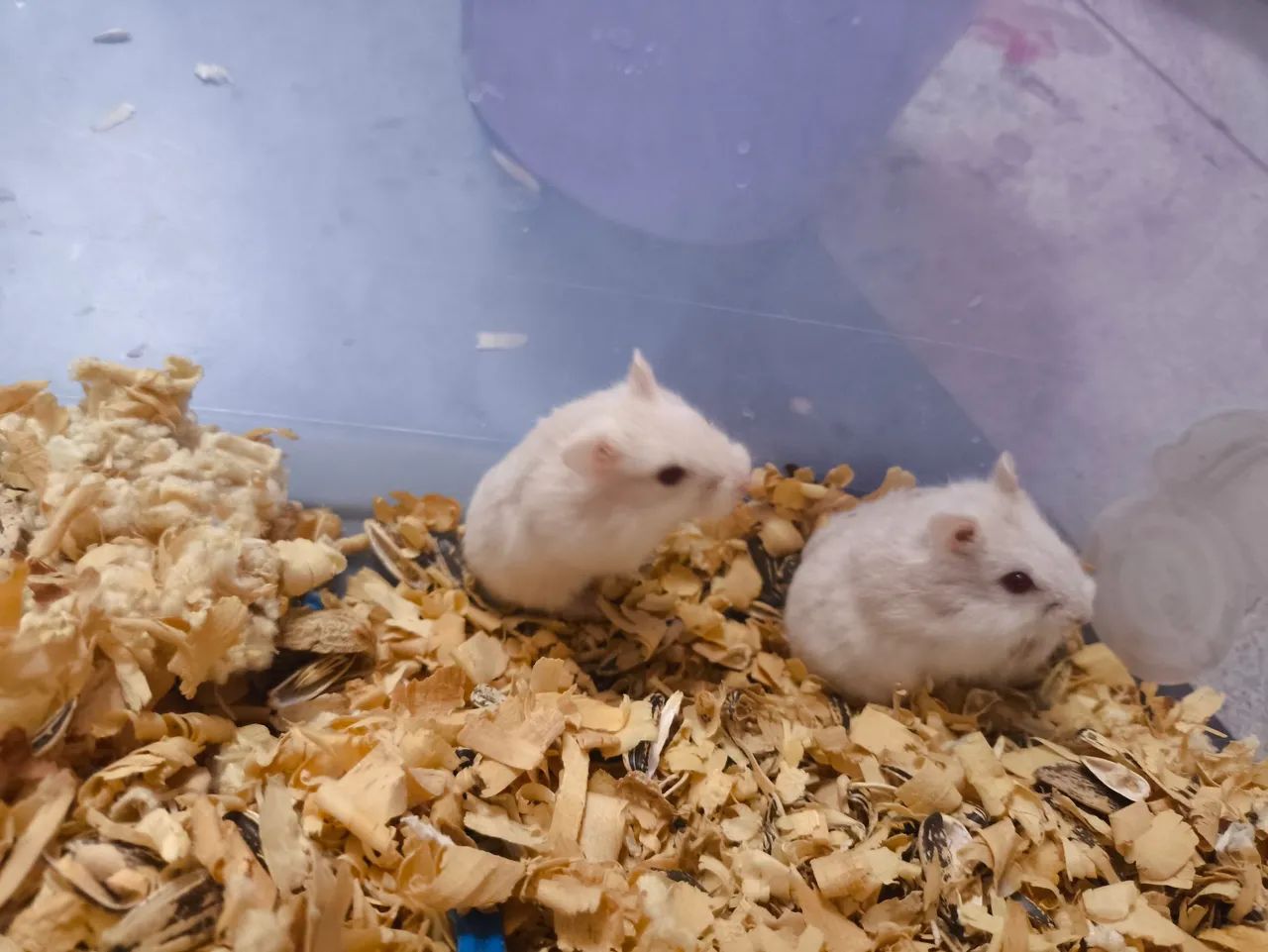 Hamster Anão Russo  - Foto 4