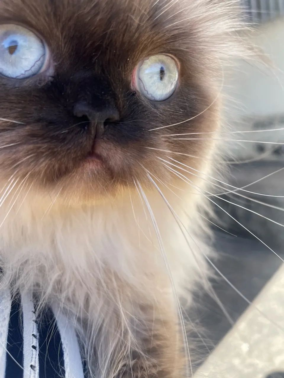 Gato Persa - Foto 3