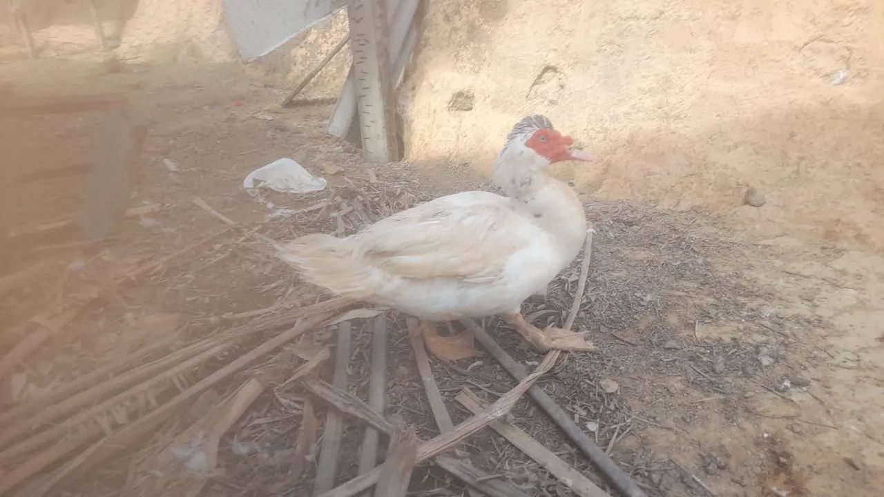 Vendo patos  - Foto 4