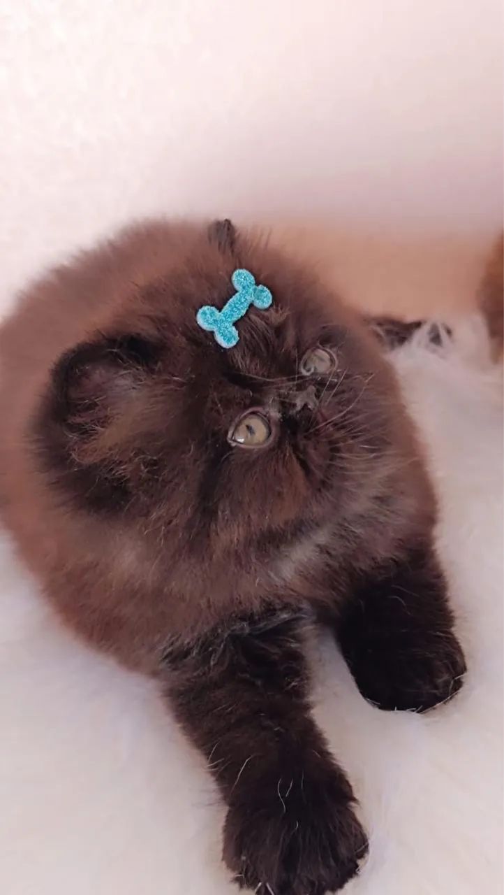 Persa macho - Foto 4