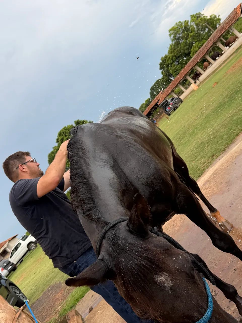 Égua Quarto de Milha - Foto 4