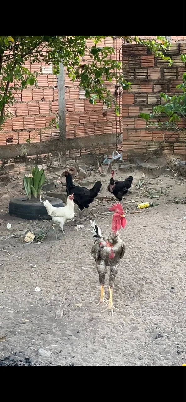 Galinha Caipira e Caipirão - Foto 2