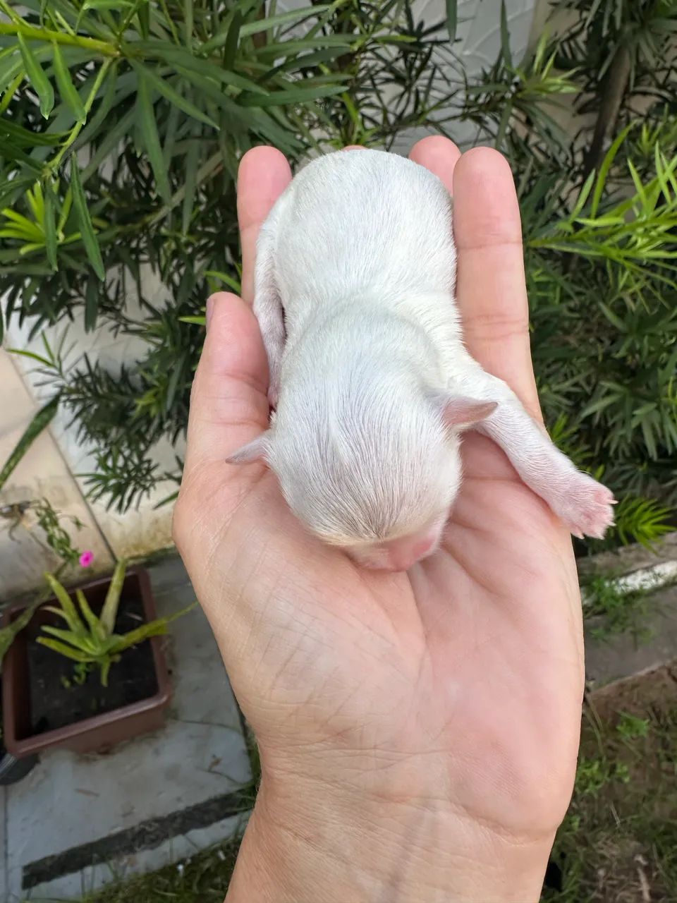 MALTÊS COM PEDIGREE - Foto 2