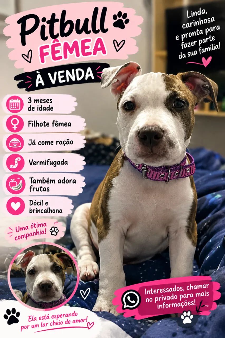 Cachorro 