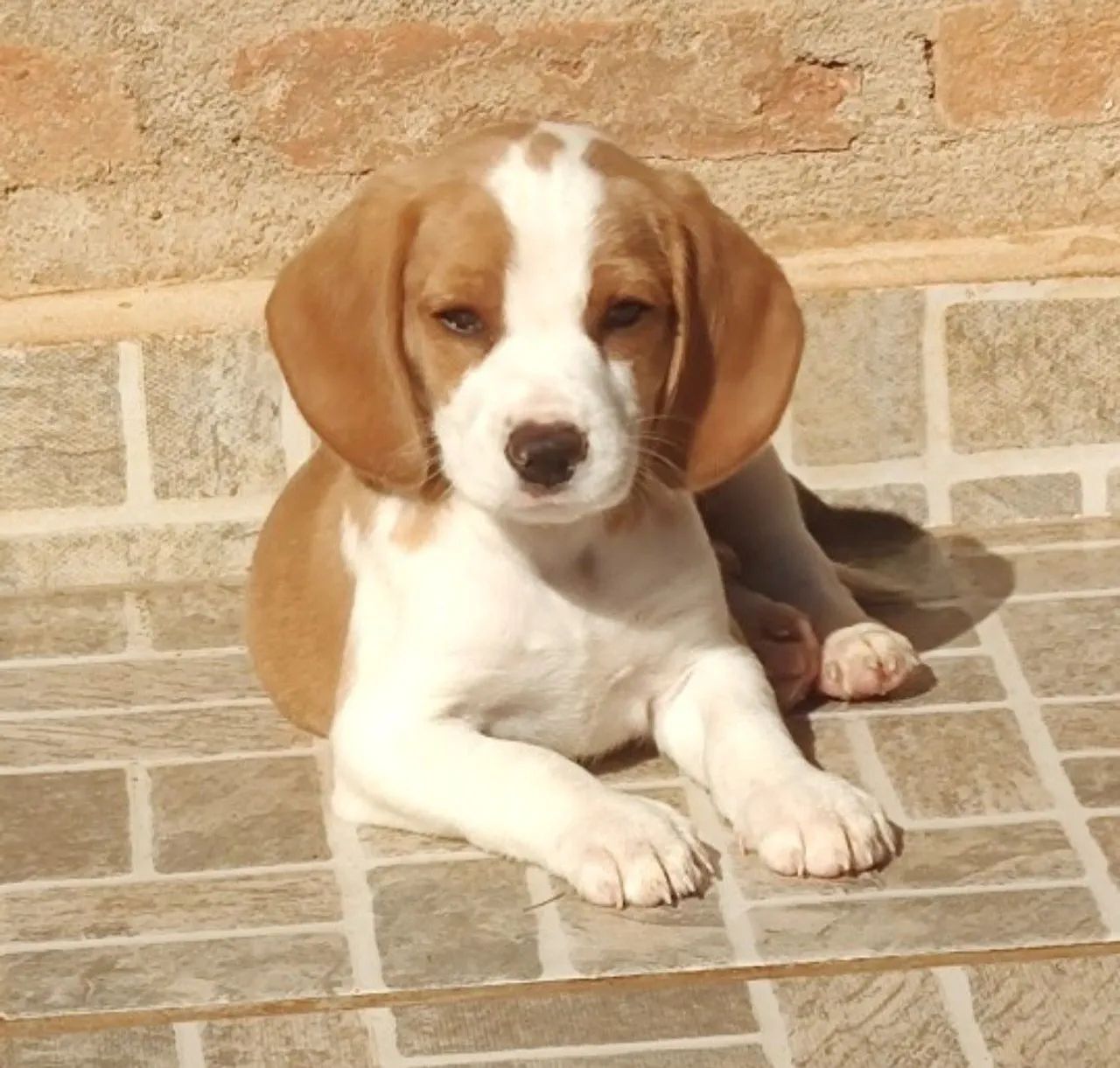 Beagles bicolor machinho  - Foto 2
