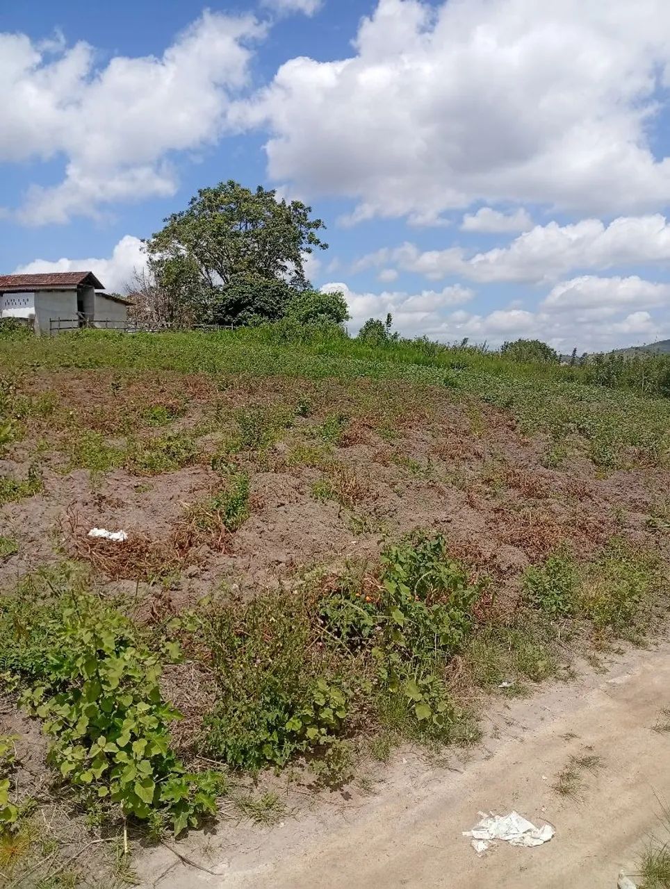 Terreno em chã grande  - Foto 3