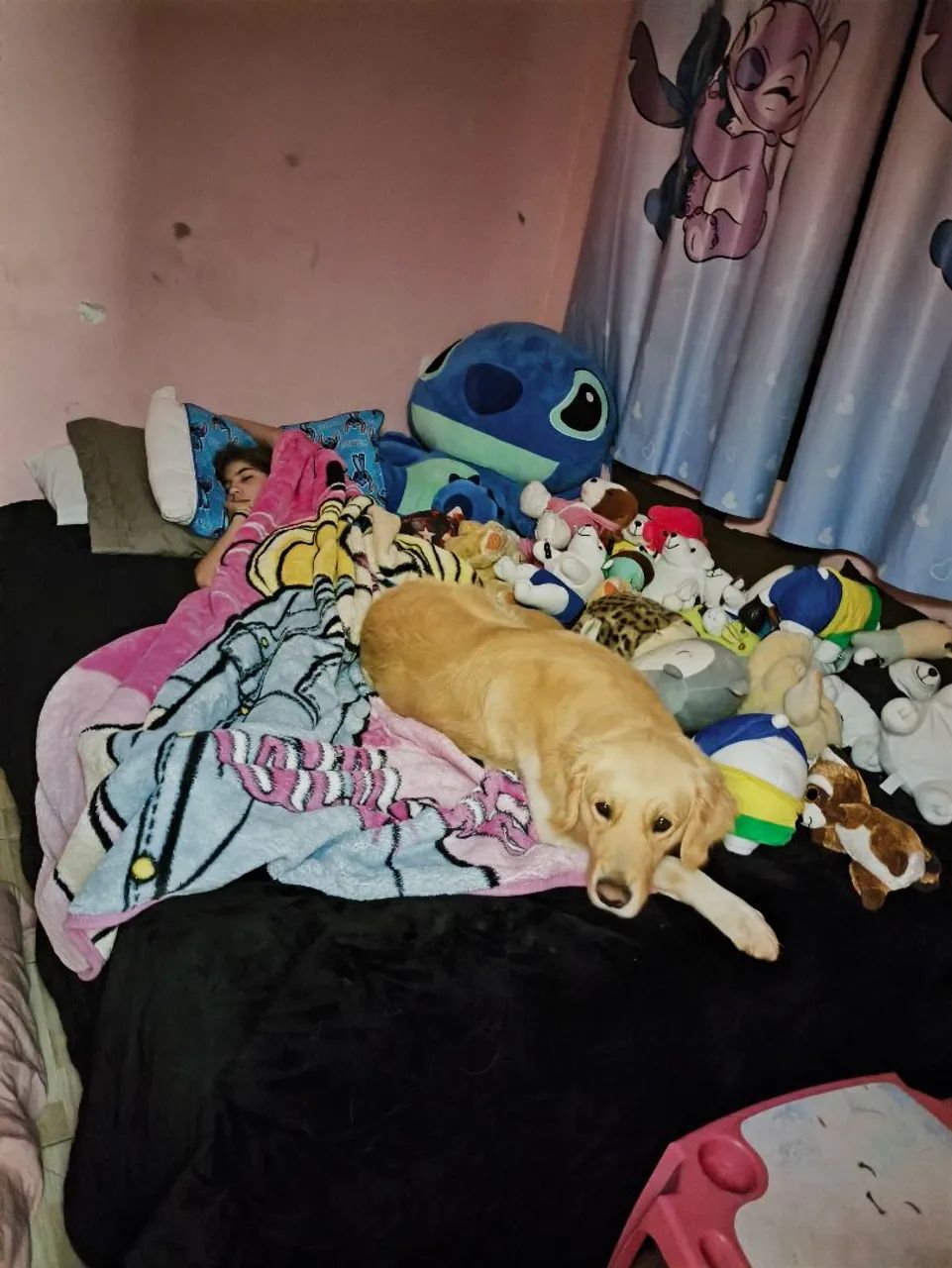Golden Retriever macho  - Foto 2