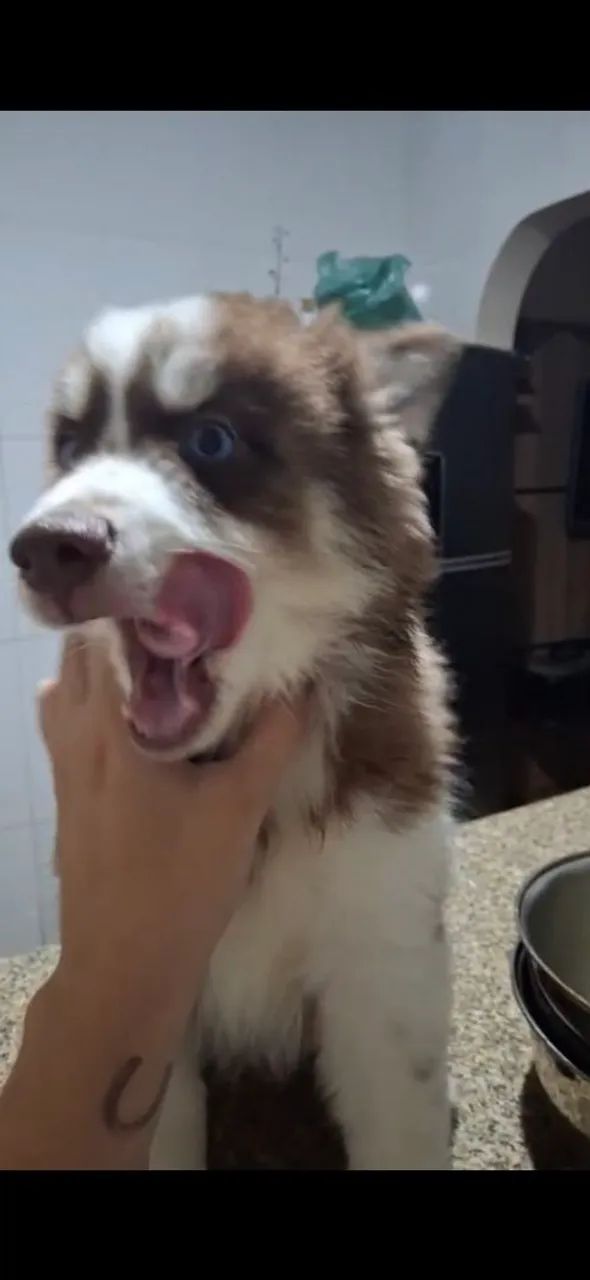 Husky  - Foto 2