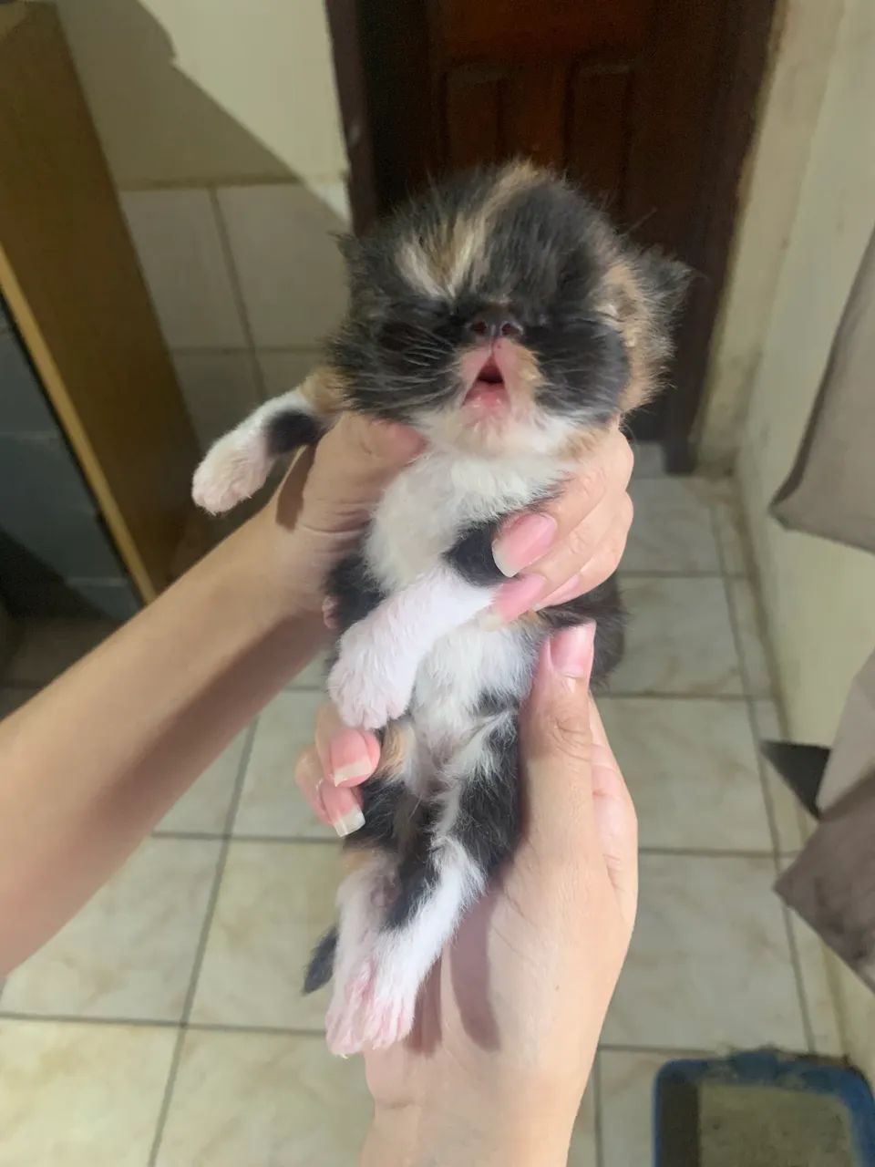 Gato persa