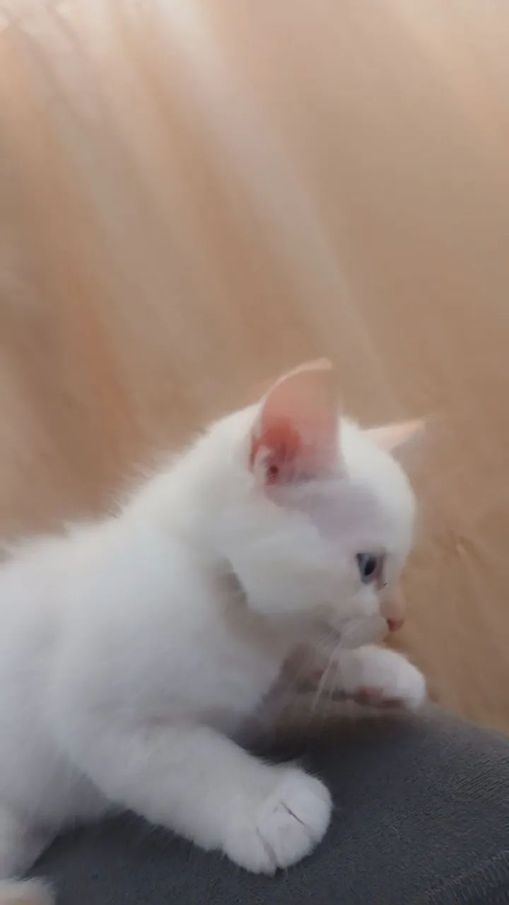 Gatinhos para doação 