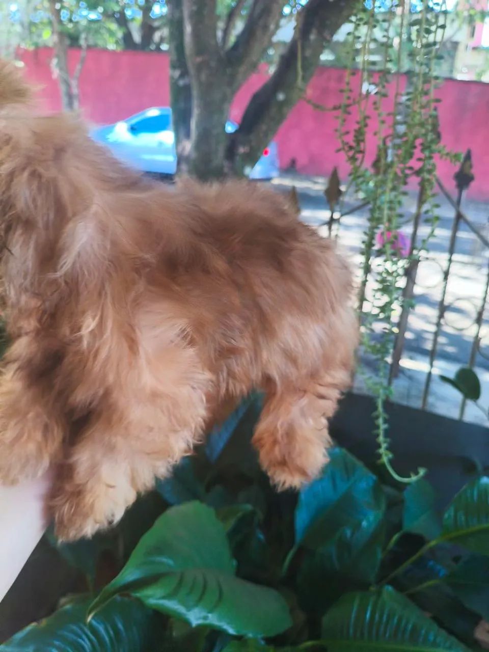 Shih tzu - Foto 3