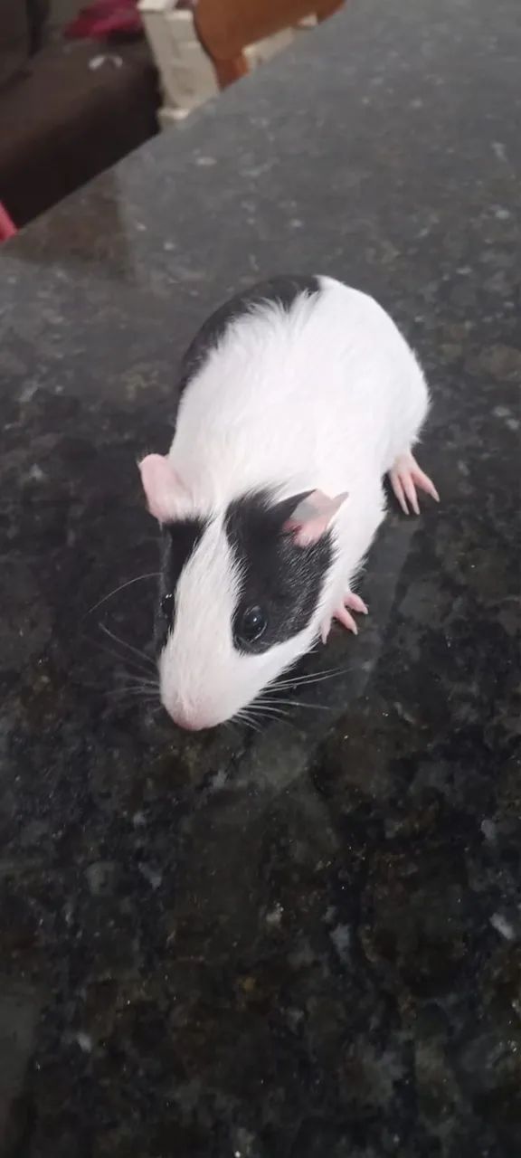 Vendo porquinho da índia - Foto 4