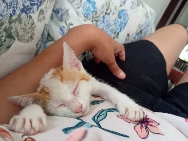 Gatinha Fêmea para Adoção - Foto 2