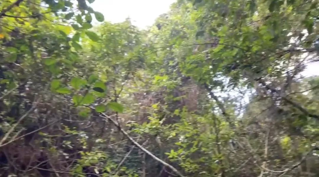 Chácara 20.000m2 - OPORTUNIDADE! - Foto 4