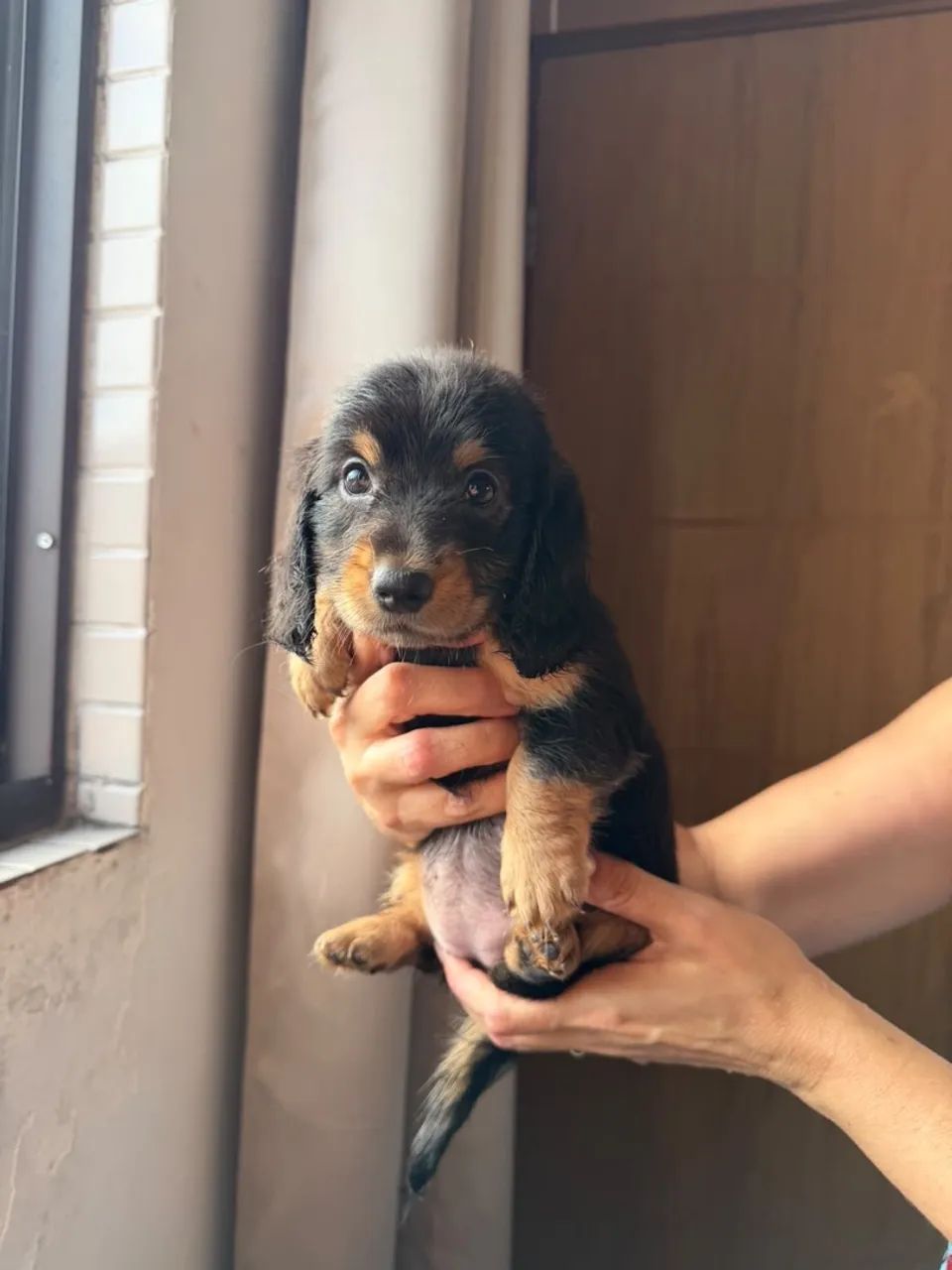 Cachorras raça dachsrund com pedigree
