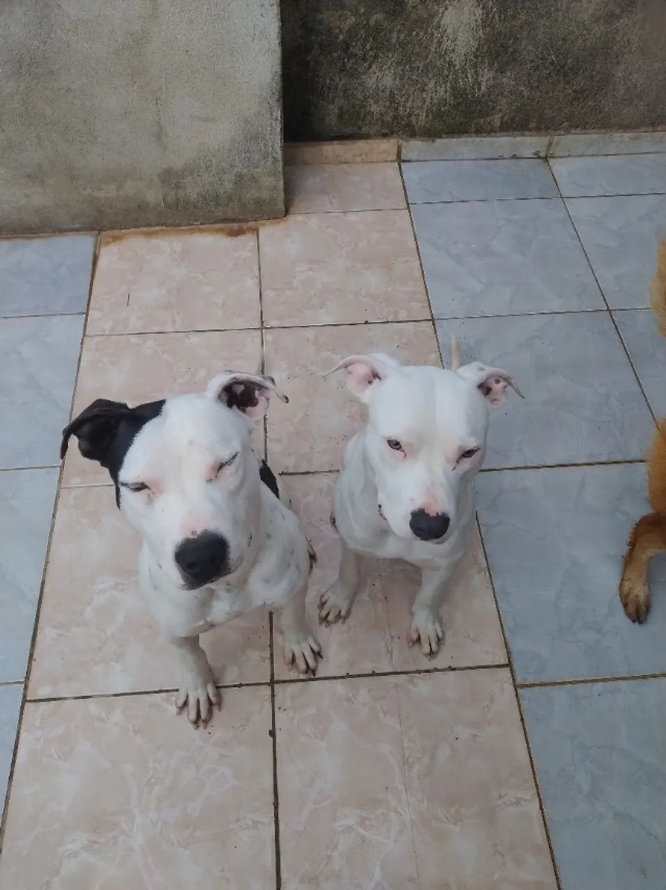 Cachorro