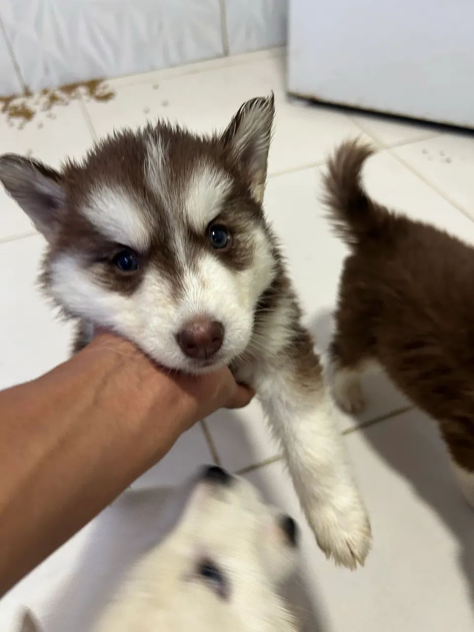 Vendo Husk siberiano  - Foto 3