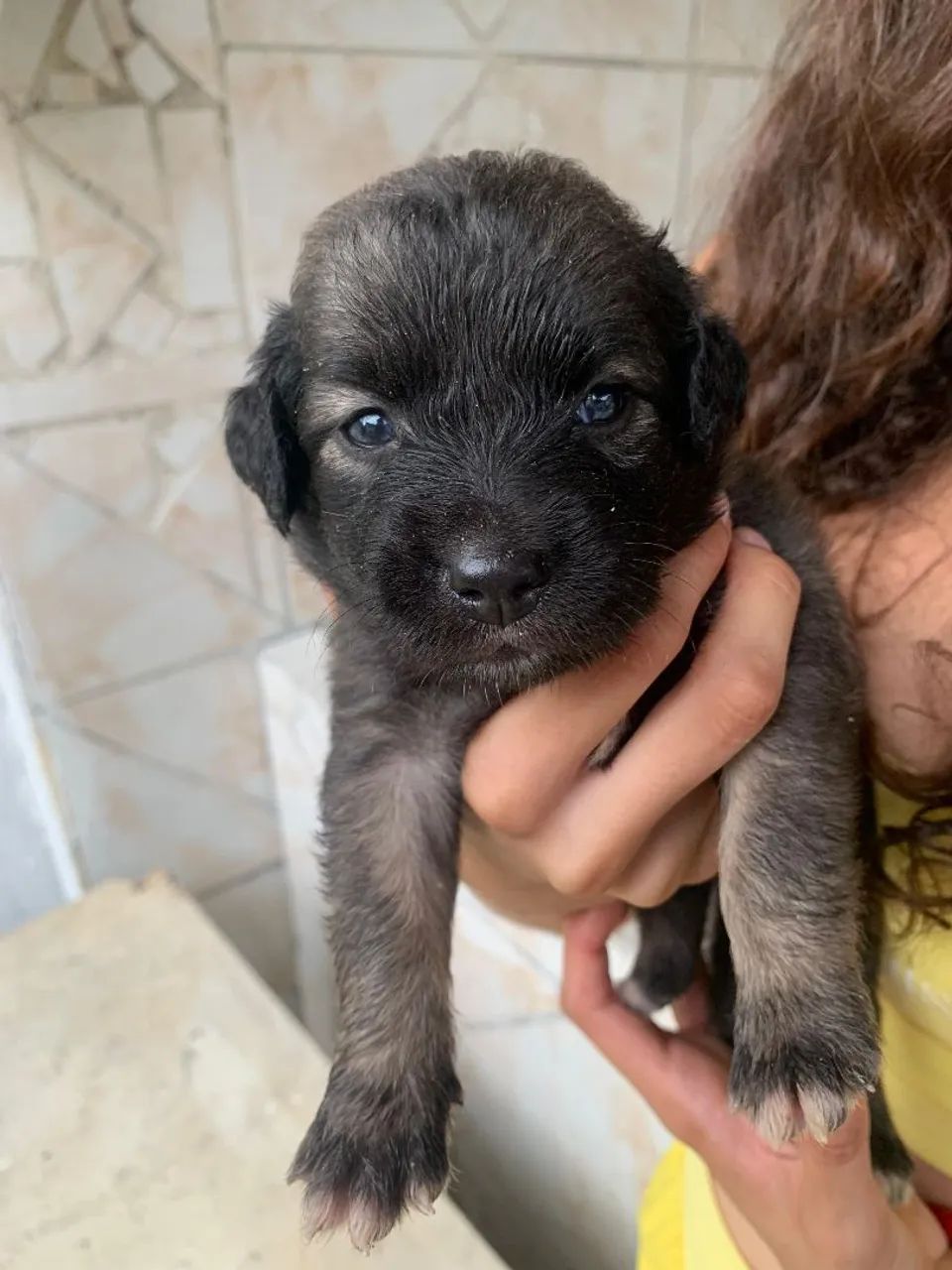 Adoção Filhotes Macho SRD