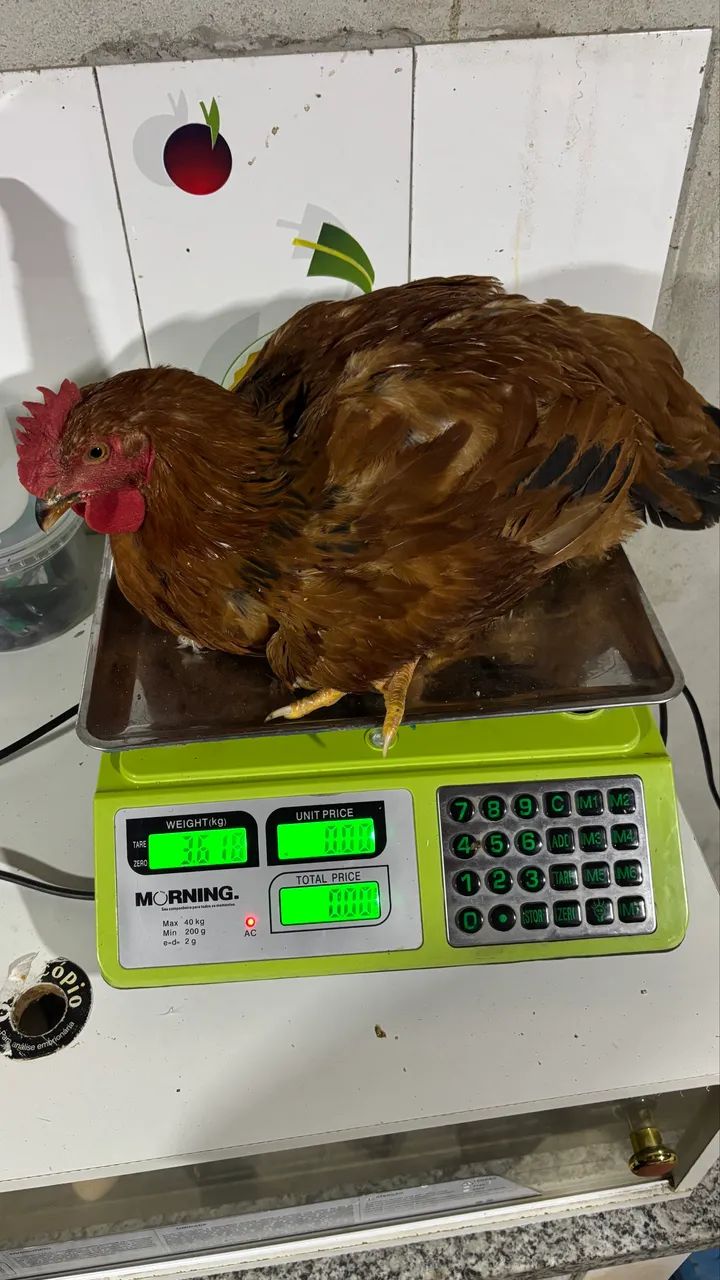 Frango caipira 