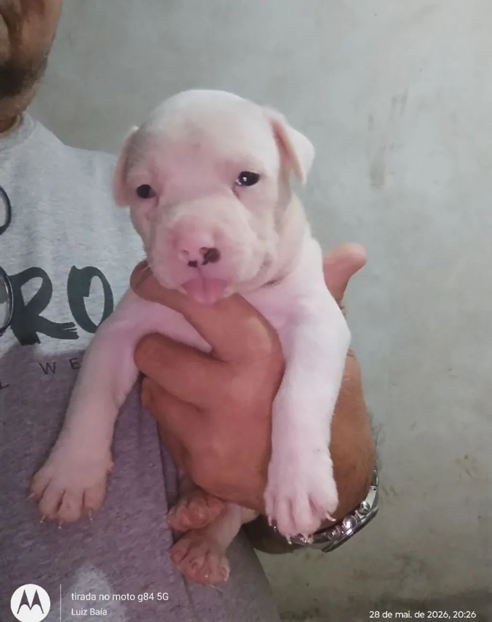 Vendo um Pitbull