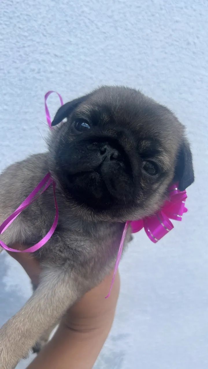 Pug - Foto 3
