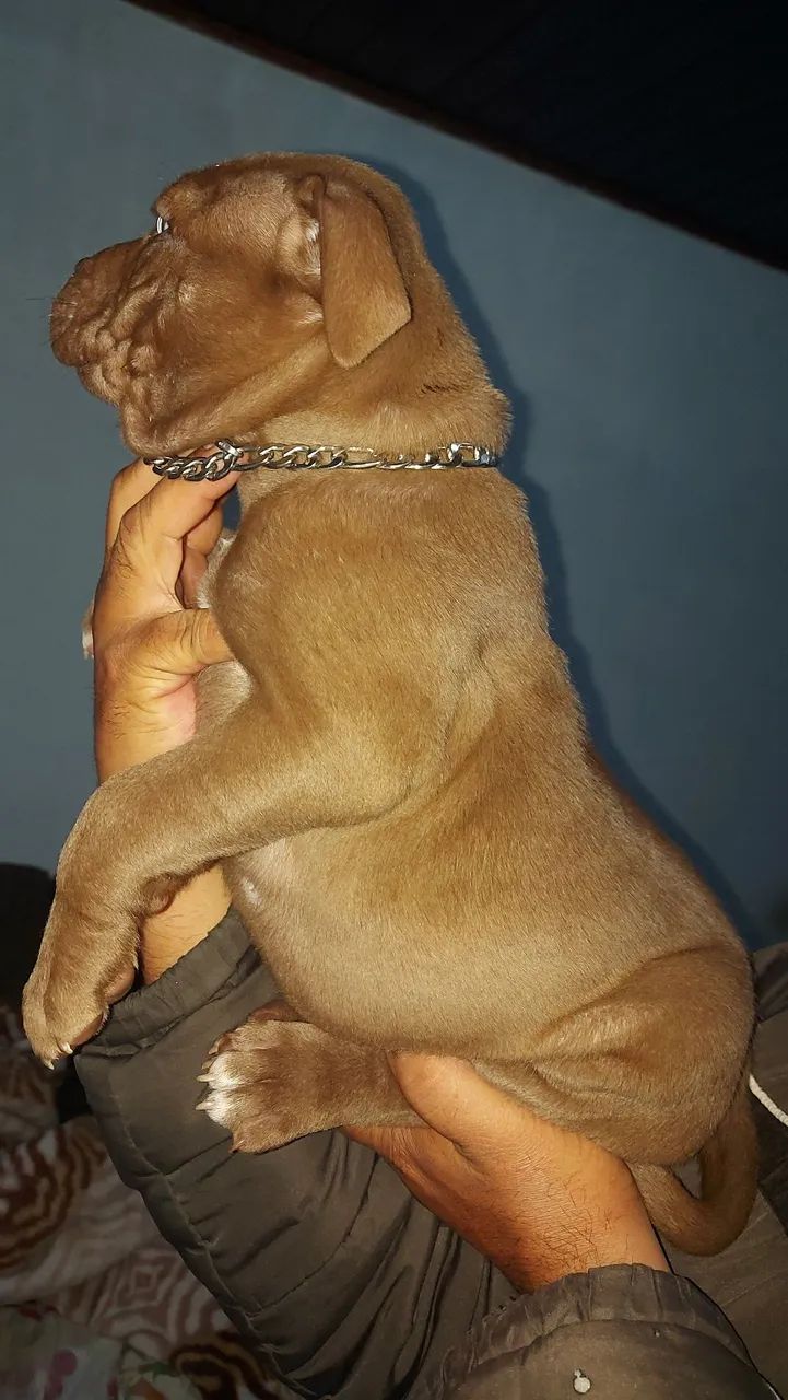 Filhotes de pitmonster lindos  - Foto 4
