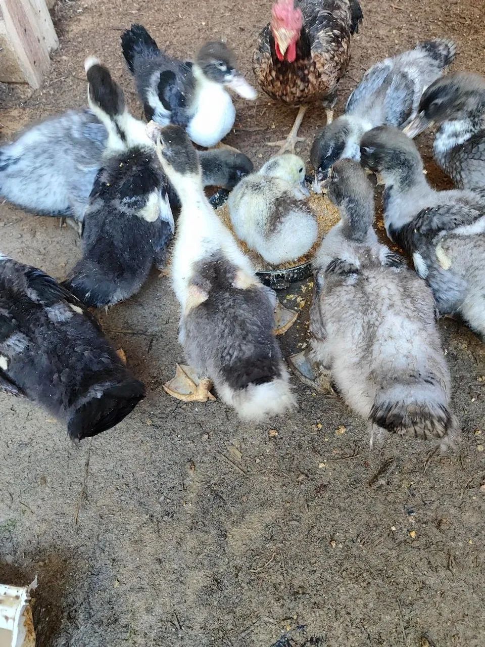 Patos - Foto 2