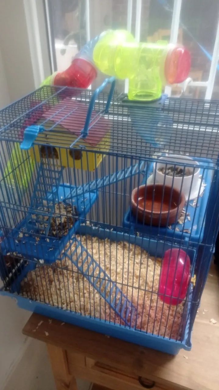 Hamster anão russo - roedor - Foto 2
