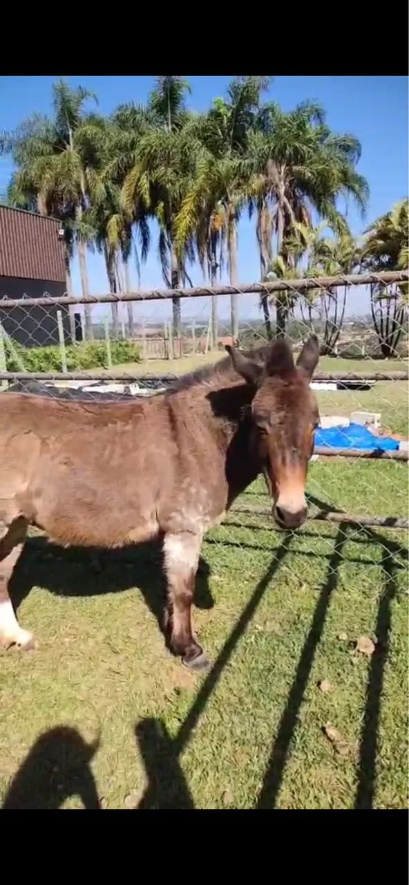 Mini burro  - Foto 2