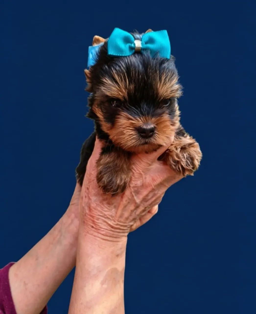 Yorkshire Terrier de Excelente Porte